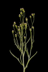 Flax-Leaf Fleabane (Erigeron bonariensis). Inflorescence Closeup
