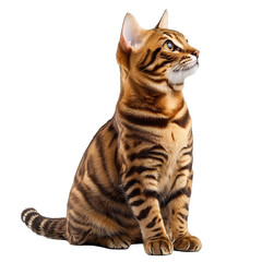 Fototapeta premium Angled view full body shot of a hyperrealistic Cinnamon Tiger Cat animal isolated on a white transparent background