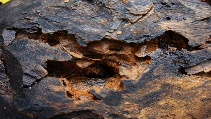 wood texture background, dead wood with holes, dead tree trunk brown