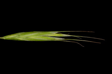 Broom Brome (Bromus scoparius). Spikelet Closeup