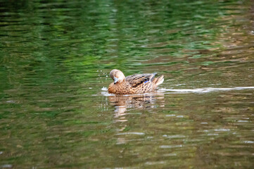 Stockentenweibchen schüttelt ihren Kopf auf dem Wasser