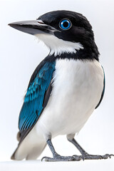 Obraz premium Stunning Close-Up of a Colorful Bird with Black and White Plumage and Vibrant Blue Feathers, Showcasing Its Striking Features and Unique Eye Color Against a Soft Background