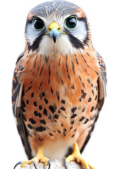 Obraz premium Captivating Close-Up of a Colorful Bird with Unique Feather Patterns and Expressive Eyes in Bright Natural Light, Perfect for Wildlife and Nature Photography Enthusiasts