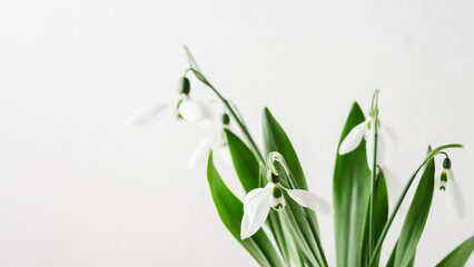 Snowdrop flowers close-up.