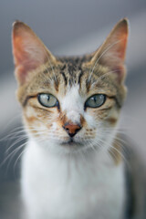 cat on the path of a park with a blurred background