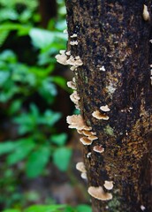 small white mushrooms that grow on old wood and dead wood