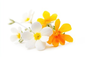 Fototapeta premium A bouquet of colorful flowers against a clean white background, ideal for decorative purposes