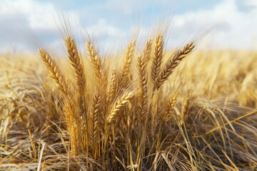 Fototapeta premium barley