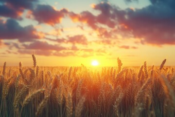 Fototapeta premium barley