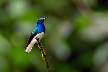 White-necked Jacobin (Florisuga mellivora), colorful hummingbird sitting on a branch with a green background. Typical hummingbird of Central and South America with a white tail.