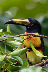Collared aracari (Pteroglossus torquatus) sitting on a branch with red berries. Colorful toucan with green background.