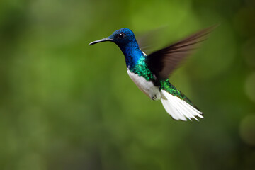 White-necked jacobin (Florisuga mellivora), colorful hummingbird flying in the jungle with green...