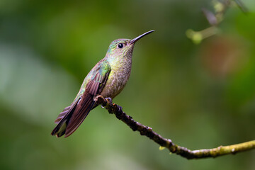 White-necked jacobin (Florisuga mellivora), female, less colorful, sitting on a branch with a green background.