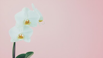 A single soft mint green orchid against a pale pink background, close-up shot, Minimalist style
