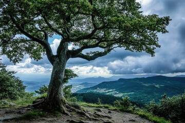 Obraz premium A large tree sits atop a lush green hillside, surrounded by foliage