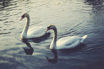 Obraz premium Two white swans swimming together in calm water