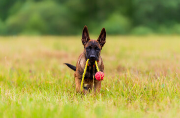 Belgian shepherd puppy playing with a toy ball in the field, summertime