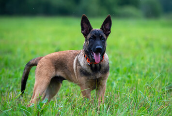 Portrait of a belgian shepherd malinois puppy on a green field