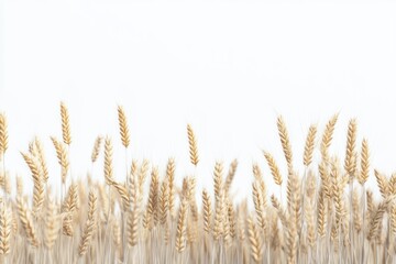 Fototapeta premium barley