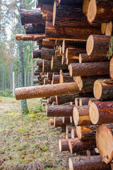Close up at stacked timber logs in a forest