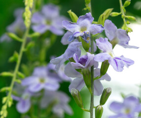 Golden tea flowers in the garden