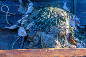 Flatfishes in a net in lying on the deck in an old wooden fishing boat