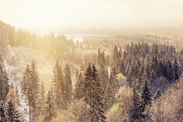 View at a forest valley with spruce trees a cold winter day with snowfall