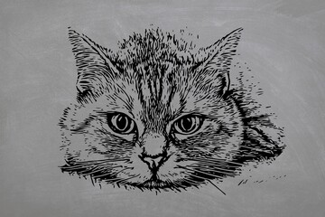 Cat set on black background. Sketch of cat on chalk board. Illustration of cat's head on black board
