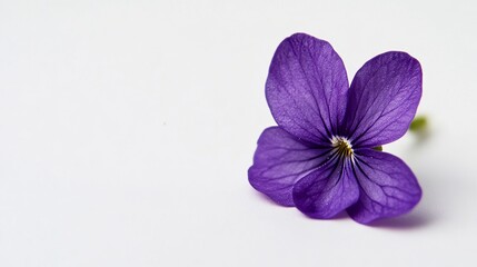 A single violet against a white background, macro shot, Minimalist style