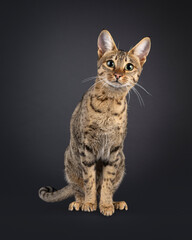 Obraz premium Gorgeous young Savannah cat, sitting up facing front. Looking curious and leaning towards camera. Isolated on a black background.