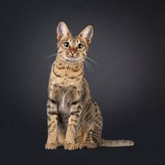 Obraz premium Gorgeous young Savannah cat, sitting up facing front. Looking curious towards camera. Isolated on a black background.