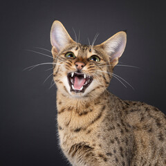 Head shot of gorgeous young Savannah cat, sitting up facing front. Mouth wide open showing teeth...