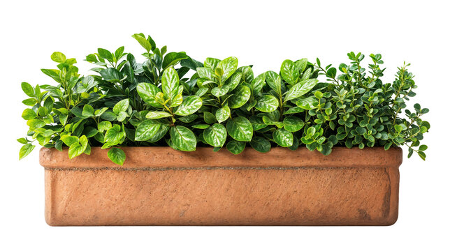 Rectangular Terracotta Planter Box with Lush Green Foliage Isolated on Transparent Background, Ideal for Indoor or Outdoor Gardening