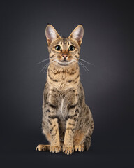 Obraz premium Gorgeous young Savannah cat, sitting up facing front. Looking curious towards camera. Isolated on a black background.