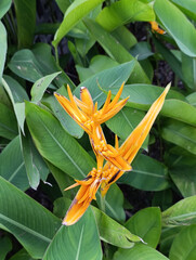 Yellow ornamental banana flower (Musa coccinea)