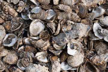 Close-up of oyster shells showcasing textures in Brittany, France