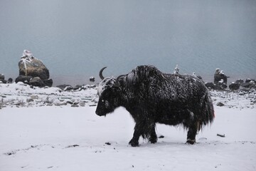 Yak in snowy scenery in Gokyo settlement, Himalayas, Nepal