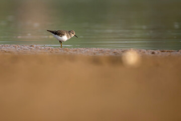 Temminck's stint in wetland
