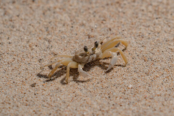 A crab in the sand