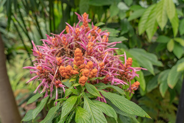 Fototapeta premium Beautiful flowers in nature.