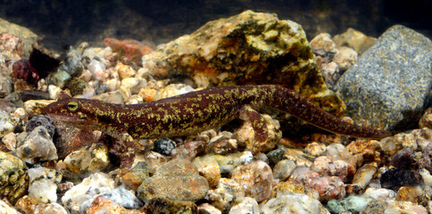 Korsischer Gebirgsmolch // Euprocte corse // Corsican brook salamander (Euproctus montanus) - Korsika, Frankreich