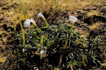 Datura - Jimson Weed (Datura wrightii)