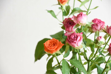 ピンクとオレンジ色のバラ