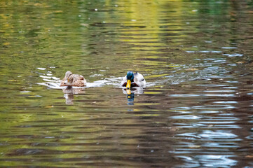 Paar Stockenten schwimmt gemeinsam im Wasser