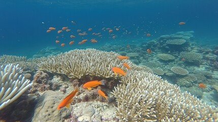 Underwater Scene With Colorful Fish and Vibrant Coral Reef in Clear Blue Water
