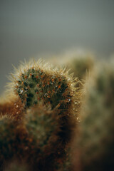 macro photography cactus closeup with water drops, selective focus