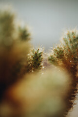 macro photography cactus closeup with water drops, selective focus