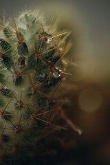 macro photography cactus closeup with water drops, selective focus
