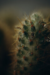 macro photography cactus closeup with water drops, selective focus