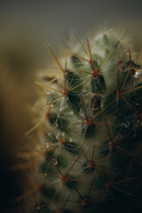 macro photography cactus closeup with water drops, selective focus